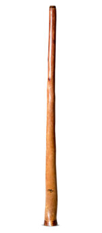 Tristan O'Meara Bell Trim Didgeridoo (TM448)